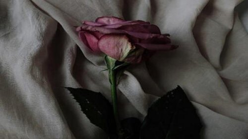 Rose Day Wishes for Love